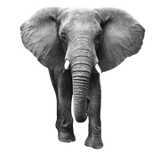 Elephant symbolizing wisdom, presence, and strength — representing grounded leadership from The Instinct Impact by Dr. Angela McIntyre.