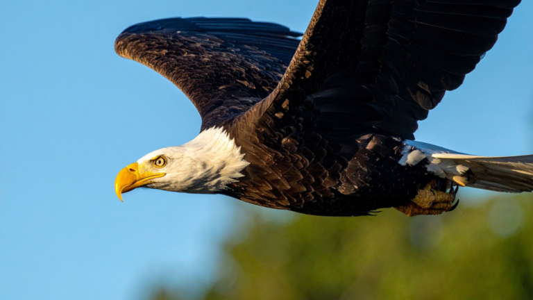 Close-up of an eagle in flight, symbolizing clarity, courage, and higher vision — inspired by The Instinct Impact by Dr. Angela McIntyre.