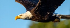 Close-up of an eagle in flight, symbolizing clarity, courage, and higher vision — inspired by The Instinct Impact by Dr. Angela McIntyre.